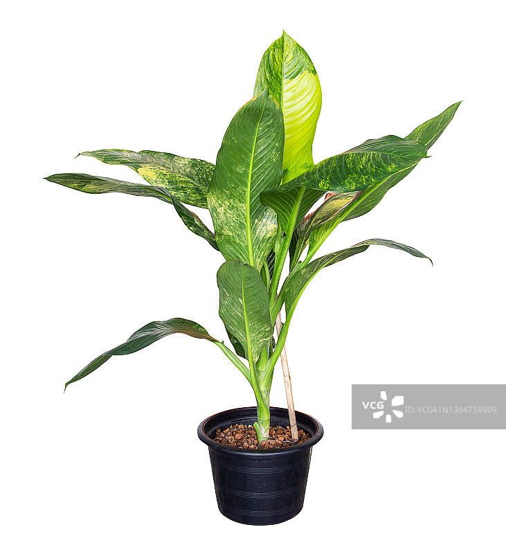 在黑色塑料盆中，花叶万年青的剪切部分（天南星科），隔离在白色背景上图片素材