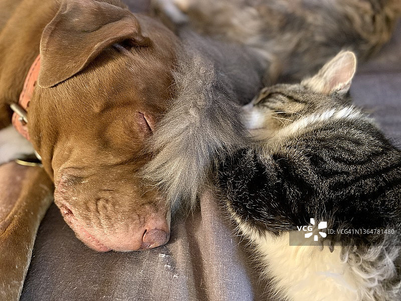 比特犬和小猫依偎睡觉特写图片素材