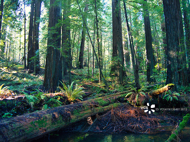茂盛的林地图片素材