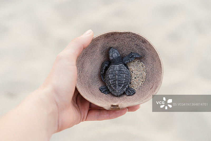 沙滩椰子壳里的小海龟图片素材