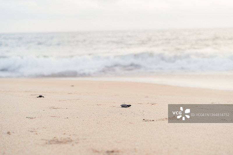 日落时分，走向海洋的小海龟图片素材