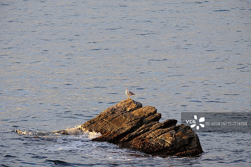 海中岩石上的海鸥图片素材