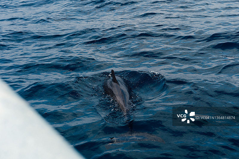 在船旁边游泳的海豚图片素材