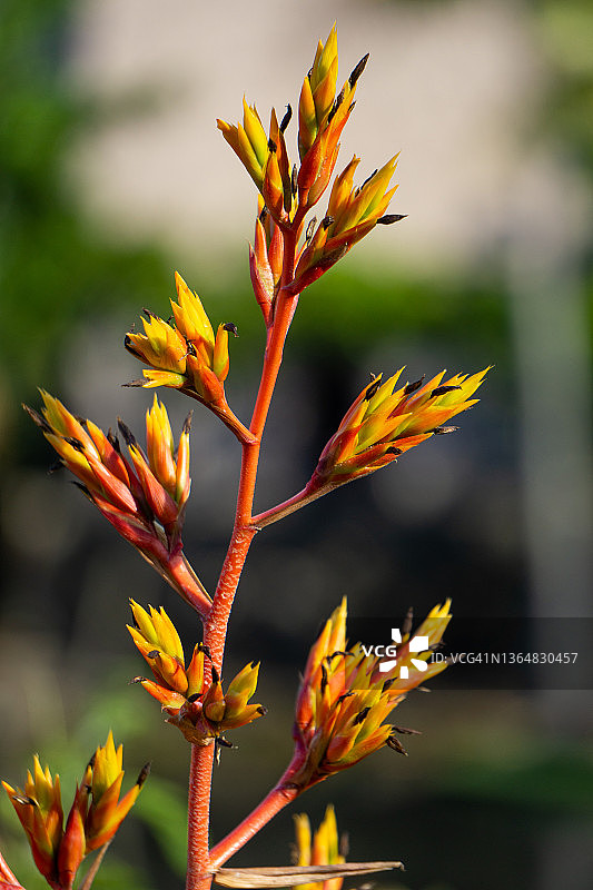 莺歌凤梨图片素材