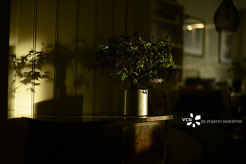 平静客厅棕色复古柜子上的绿色盆栽图片素材