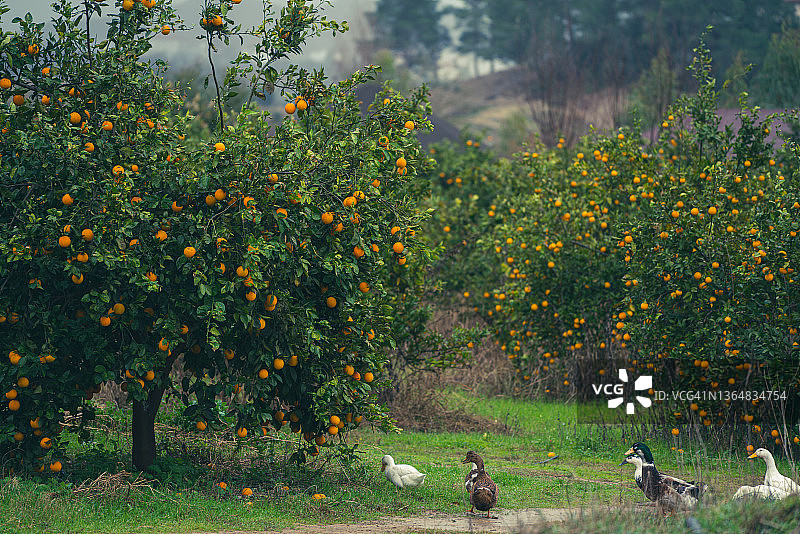 雨中的橙色果园图片素材