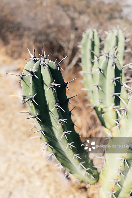 圣米格尔植物园仙人掌植物特写图片素材