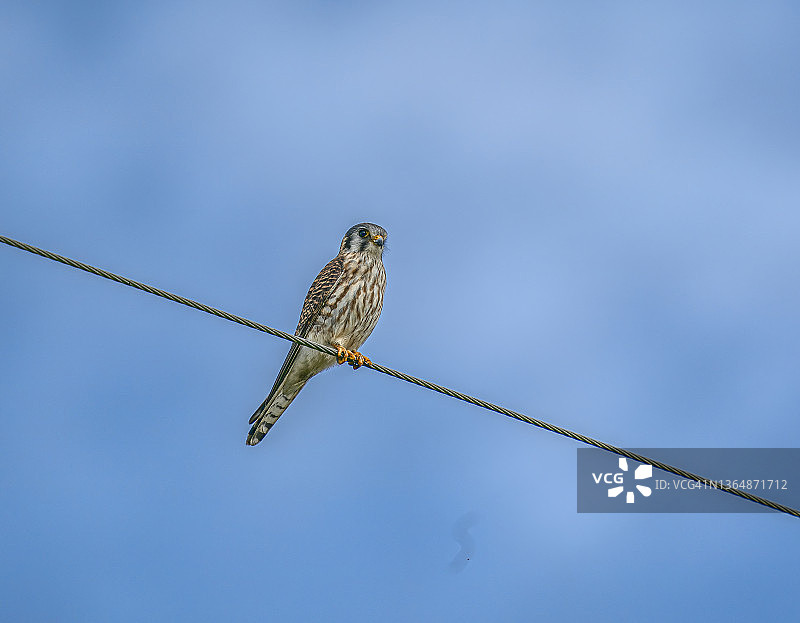 蓝天下的美洲隼图片素材