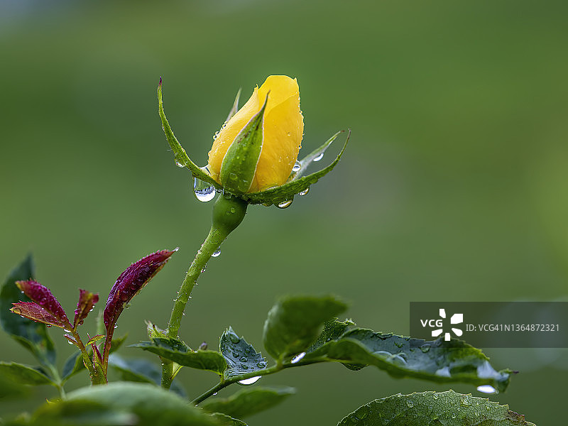 玫瑰花朵图片素材