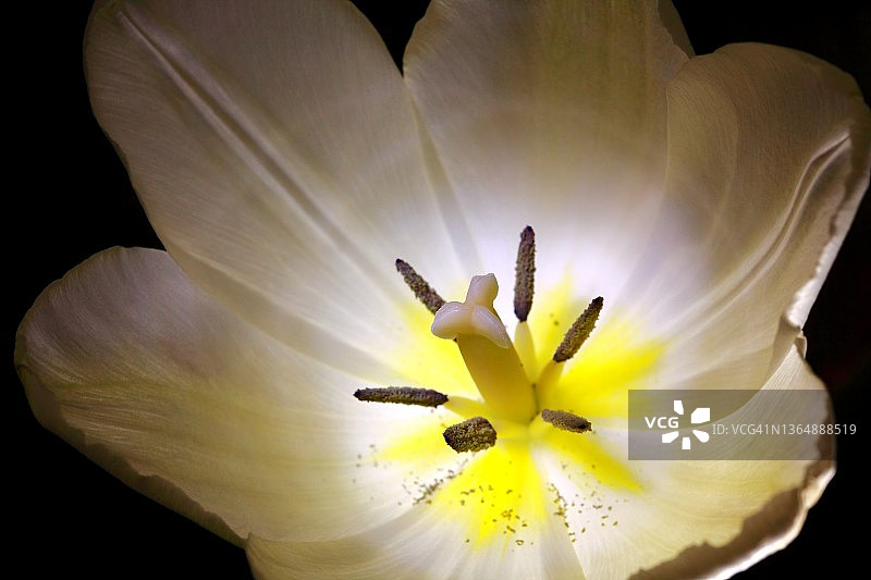 百合花图片素材