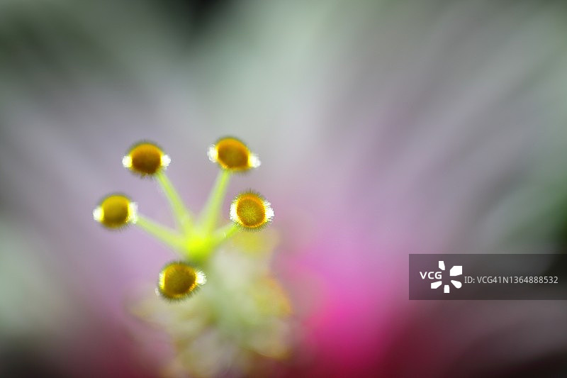 特写芙蓉花蕊图片素材