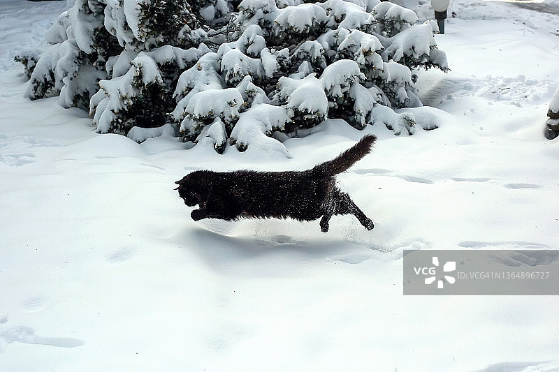 一只黑色蓬松的猫在雪地里跳跃图片素材