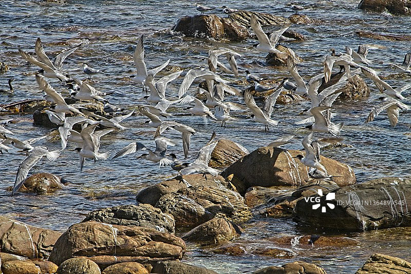 合恩角鸬鹚群落图片素材