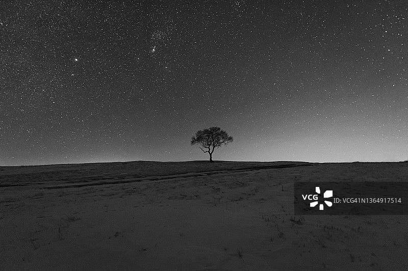 冬季星空下的孤树图片素材