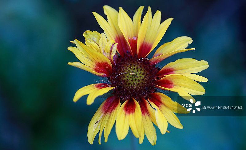 蓝绿色背景上的单朵毛毡花图片素材