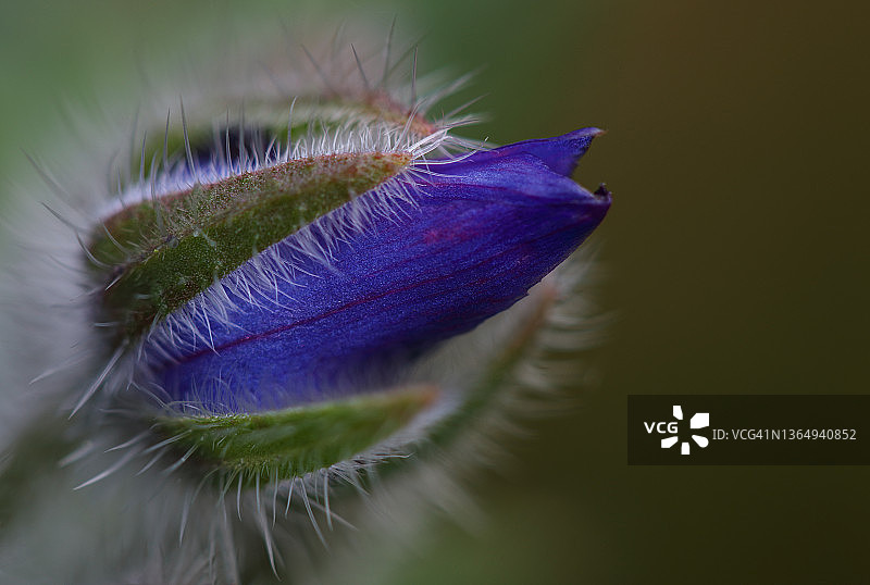 打开绿色背景上的琉璃苣花图片素材