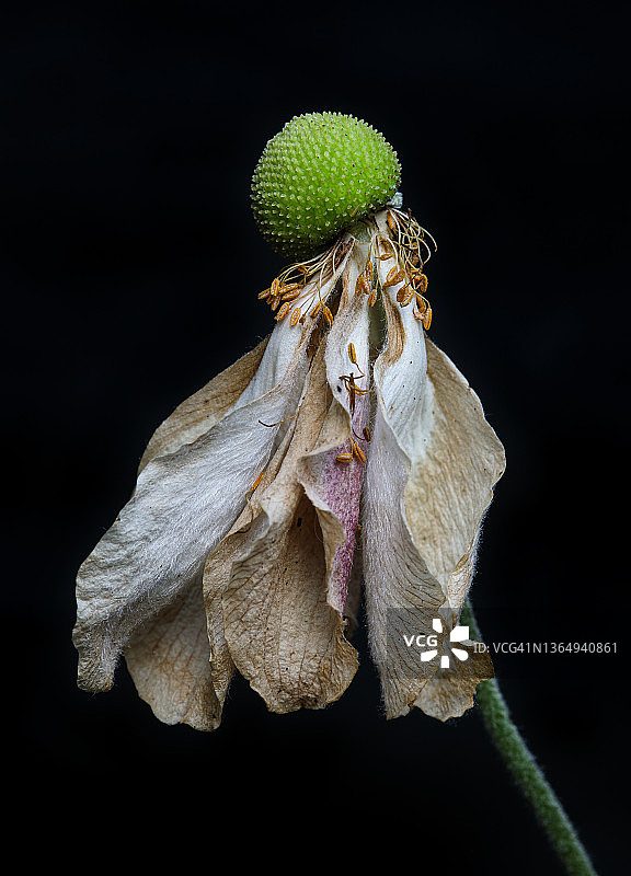黑色背景上的枯萎日本银莲花图片素材