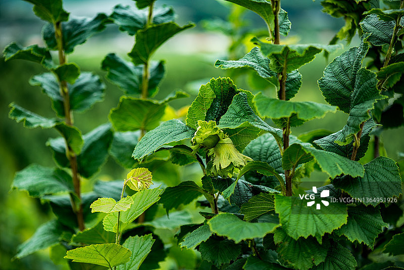 榛子生长图片素材