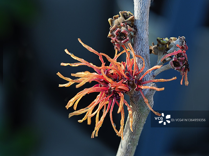 金缕梅花特写图片素材