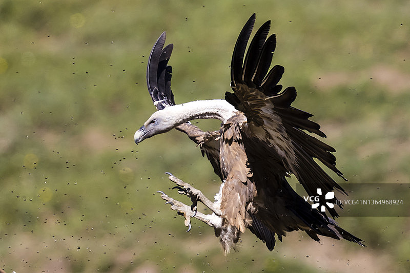 秃鹫降落图片素材