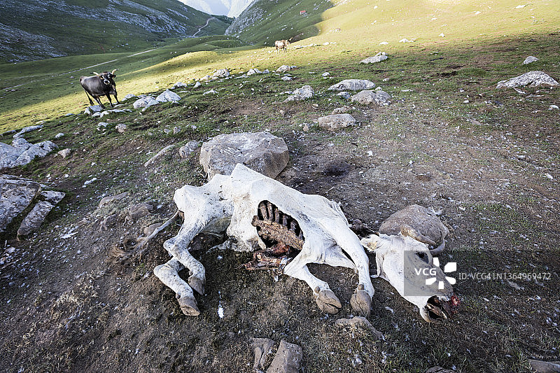 牛胴体图片素材