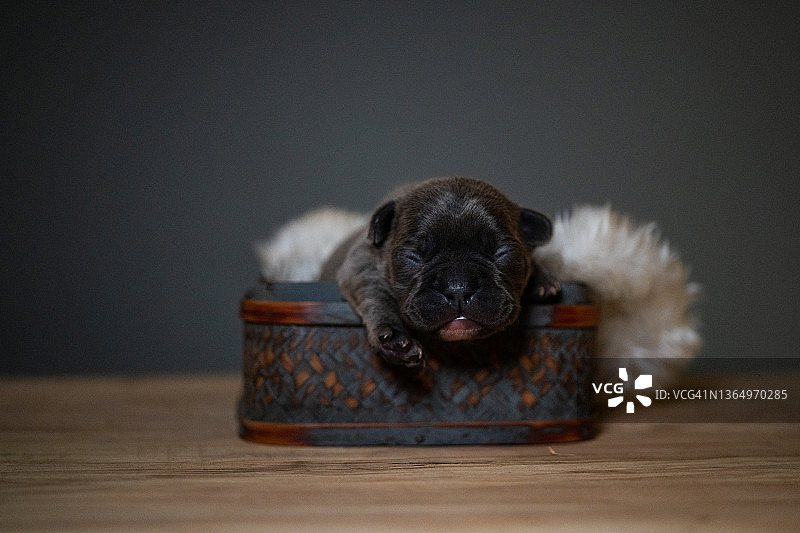 躺在毛皮衬里盒子里的新生小狗图片素材