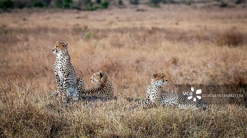 三只猎豹休息图片素材