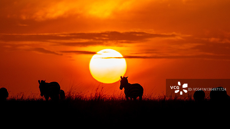 日落时分的斑马1图片素材