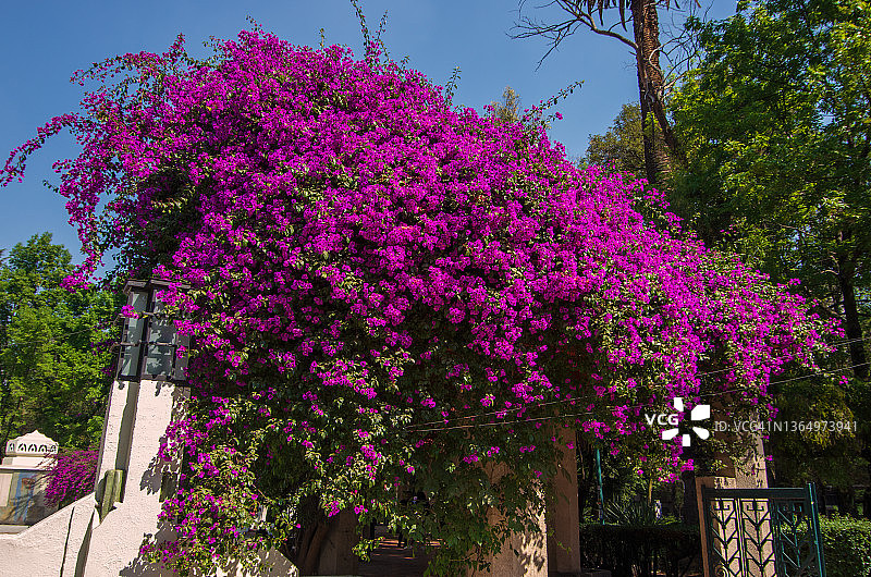 九重葛在凉棚上盛开图片素材