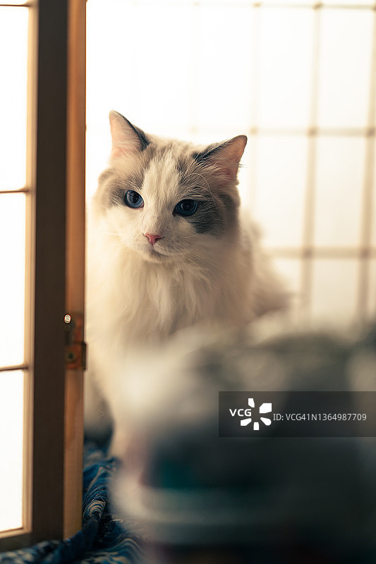 布偶猫幼猫 - Coco图片素材