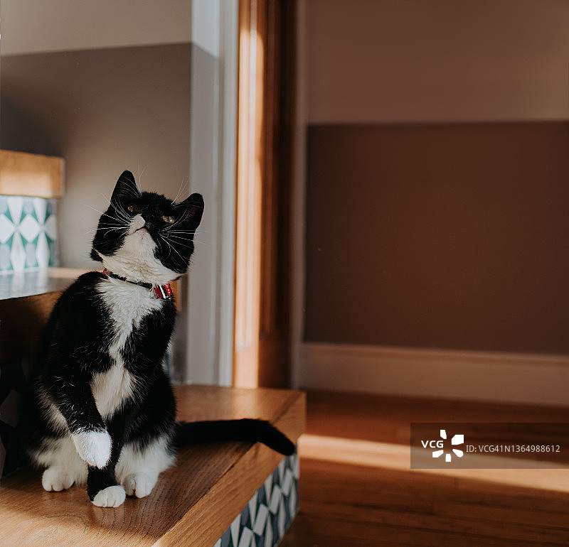 一只年轻黑猫坐在时尚住宅楼梯上的肖像图片素材