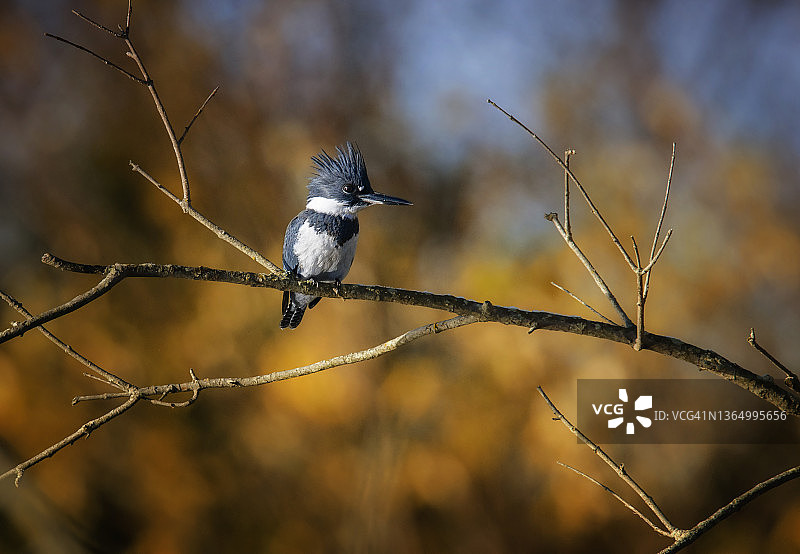 宾夕法尼亚州秋色背景下的带纹翠鸟的惊人肖像图片素材