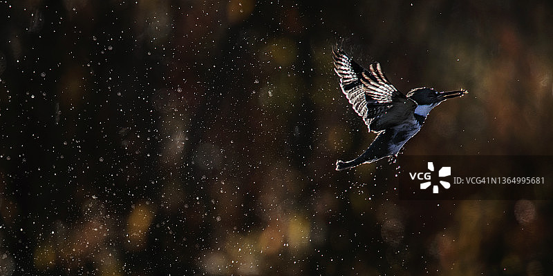 宾夕法尼亚州，从池塘中飞出的戴胜鸟的精彩肖像图片素材
