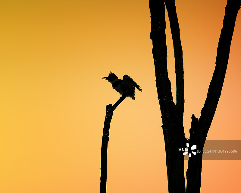 宾夕法尼亚州，金色天空背景下，带状翠鸟的彩色剪影画像图片素材