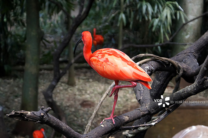 鬃毛鸟图片素材