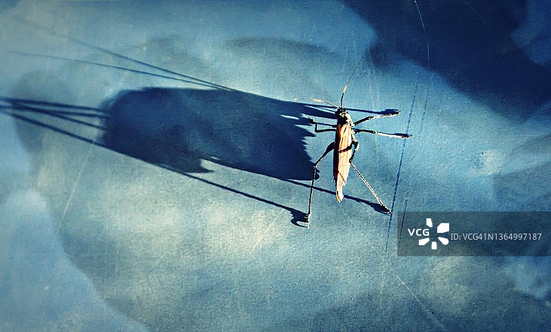 昆虫和它的影子图片素材