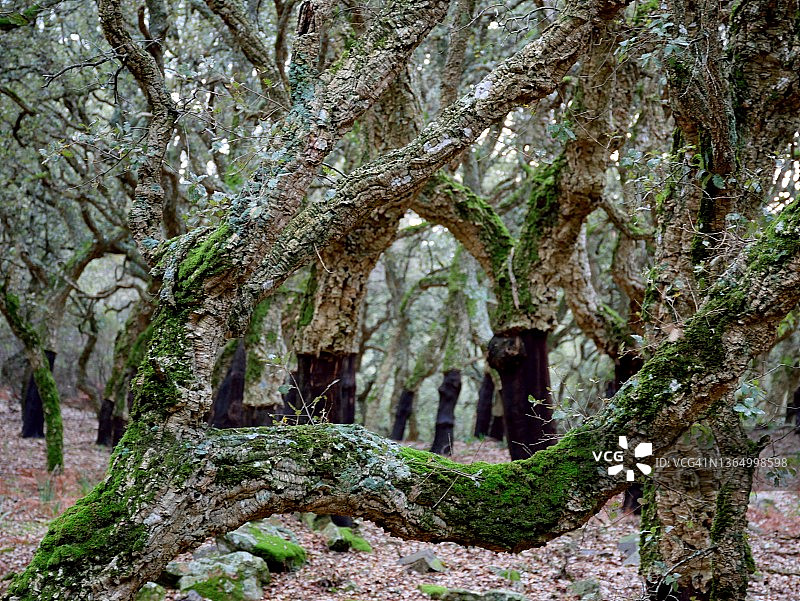 栓皮栎森林图片素材