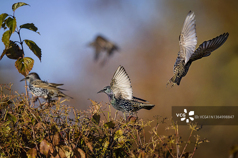 宾夕法尼亚州浆果灌木丛上色彩鲜艳的椋鸟群图片素材