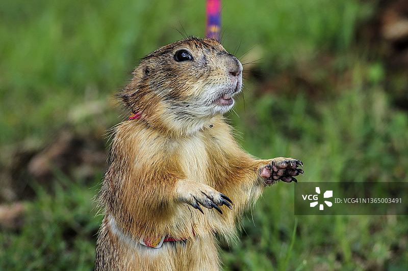草地上站立的黑尾草原犬鼠图片素材