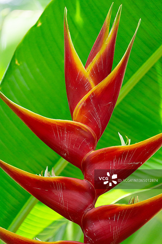 夏威夷鹦鹉嘴赫蕉图片素材