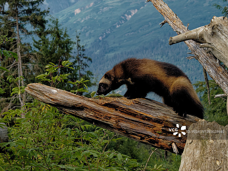 在枯木上的狼獾图片素材
