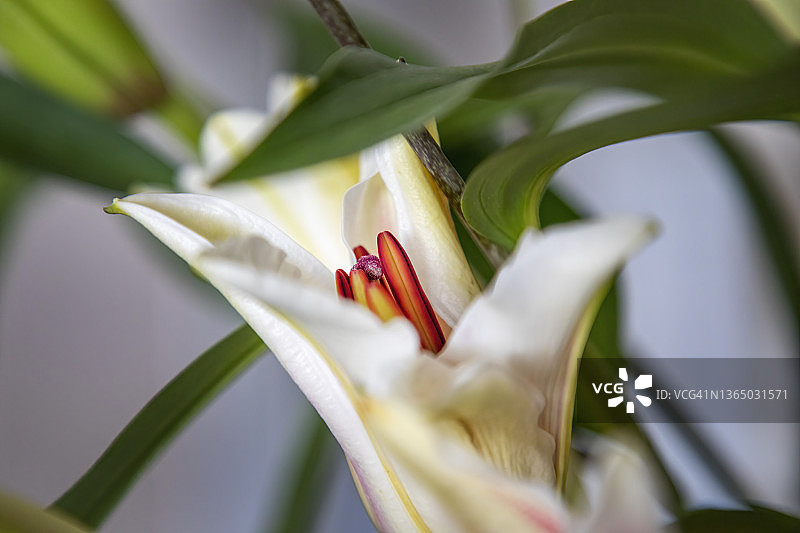 东方百合花图片素材