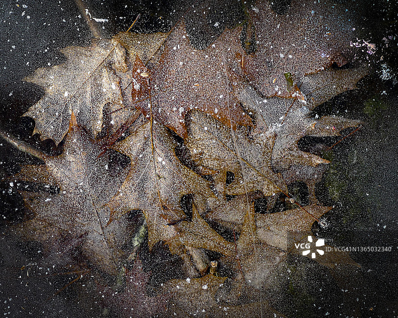 冰封湖面下的树叶图片素材