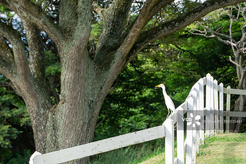 库阿洛阿牧场的雪鹭图片素材