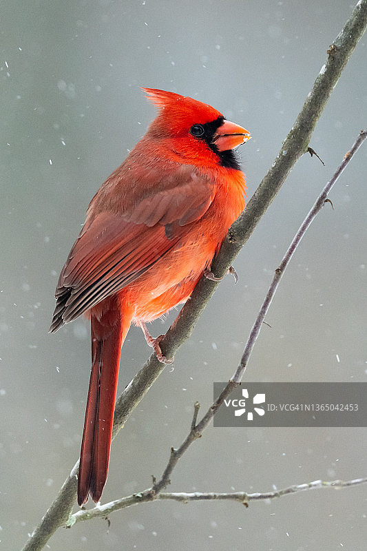 雪地里的北美红雀图片素材