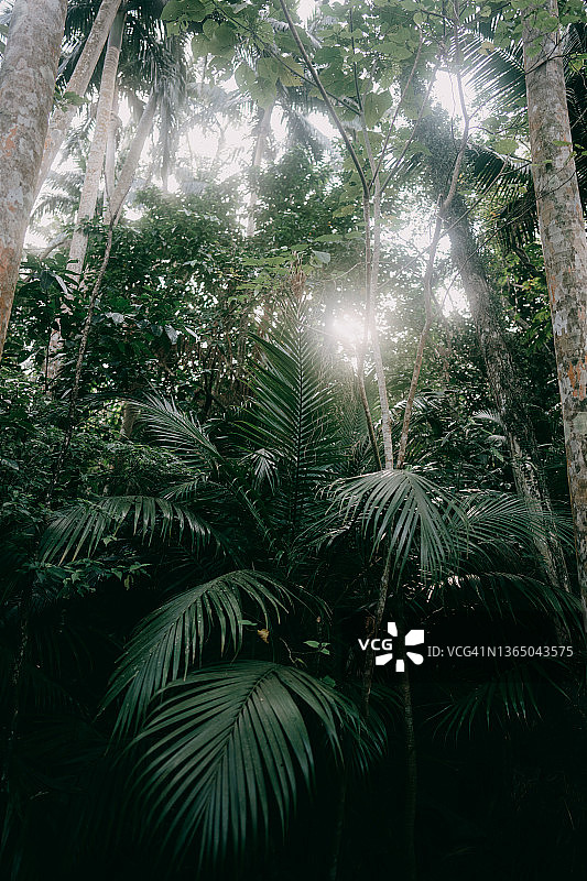 阳光穿透下的冲绳石垣岛热带雨林图片素材
