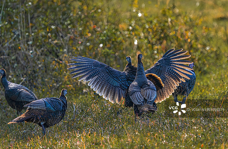 雄性火鸡的职责 - Meleagris gallopavo图片素材