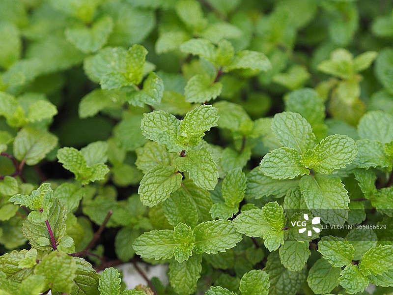 花园中盛开的薄荷植物背景图片素材