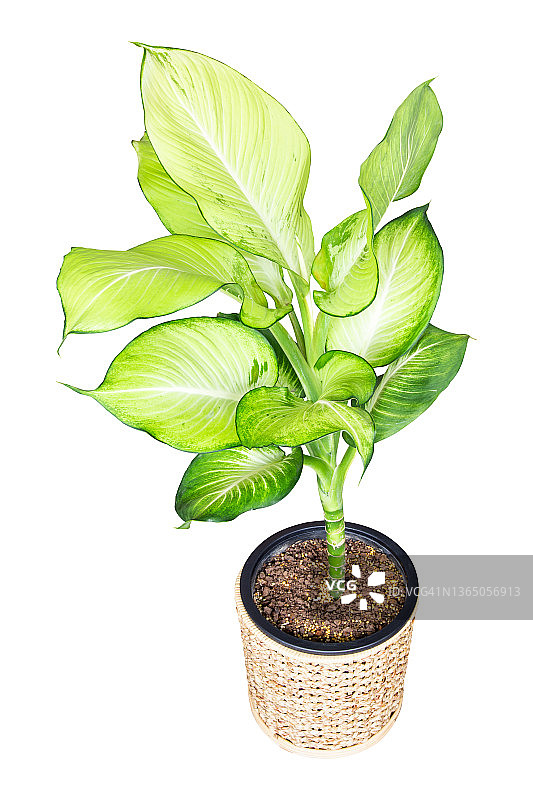 在白色背景下，孤立的编织篮子中 clipping 部分的银皇后、白掌和海桐图片素材