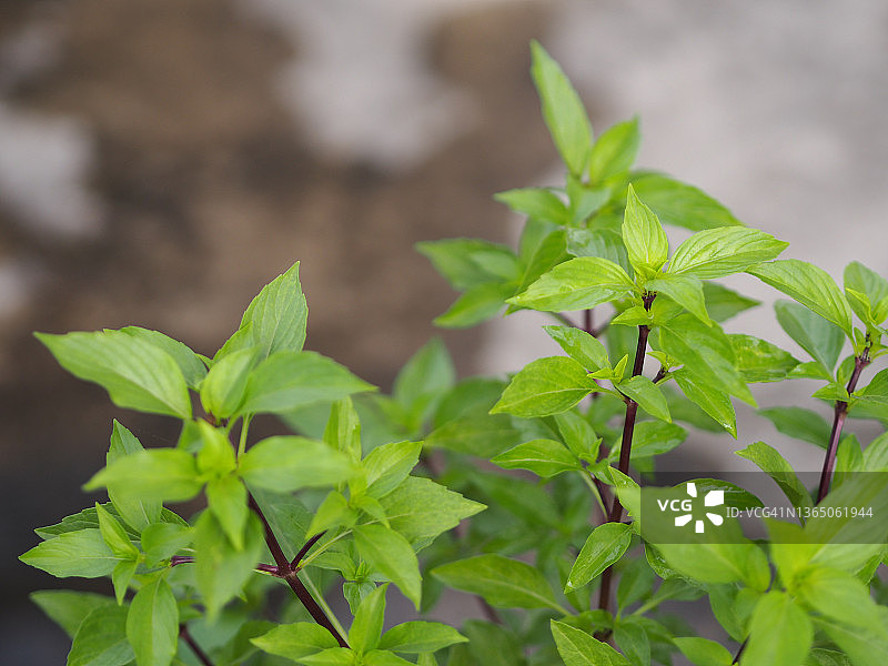 甜罗勒与泰国罗勒叶子图片素材